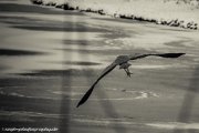 heron-frozen-lake-smk-photography.de-3834.jpg